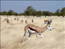 Springbok, Etosha National Park